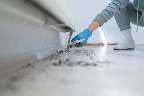Best Affordable Pest Control Services  in Rio Bravo, TX